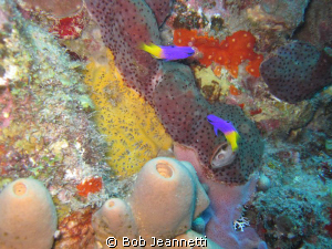 A pair of Royal Gramma's by Bob Jeannetti 